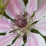 Macro shot of Clematis